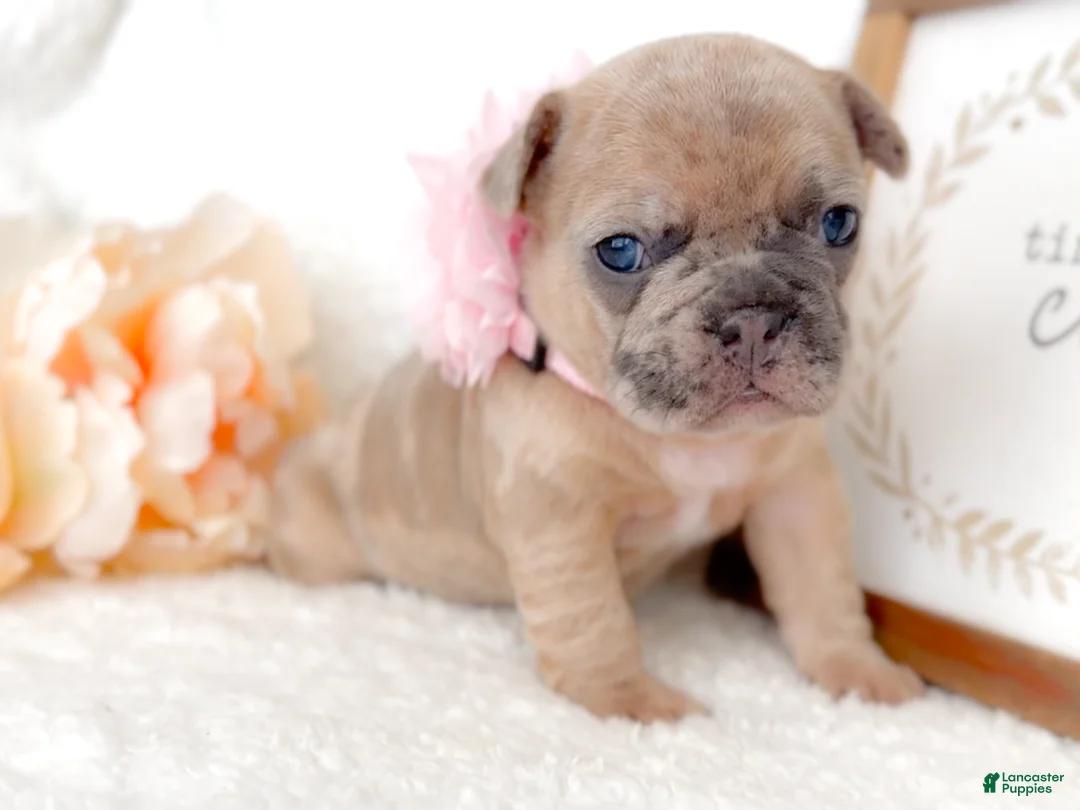 French Bulldog dogs for sale: Snickerdoodle - Ad 6
