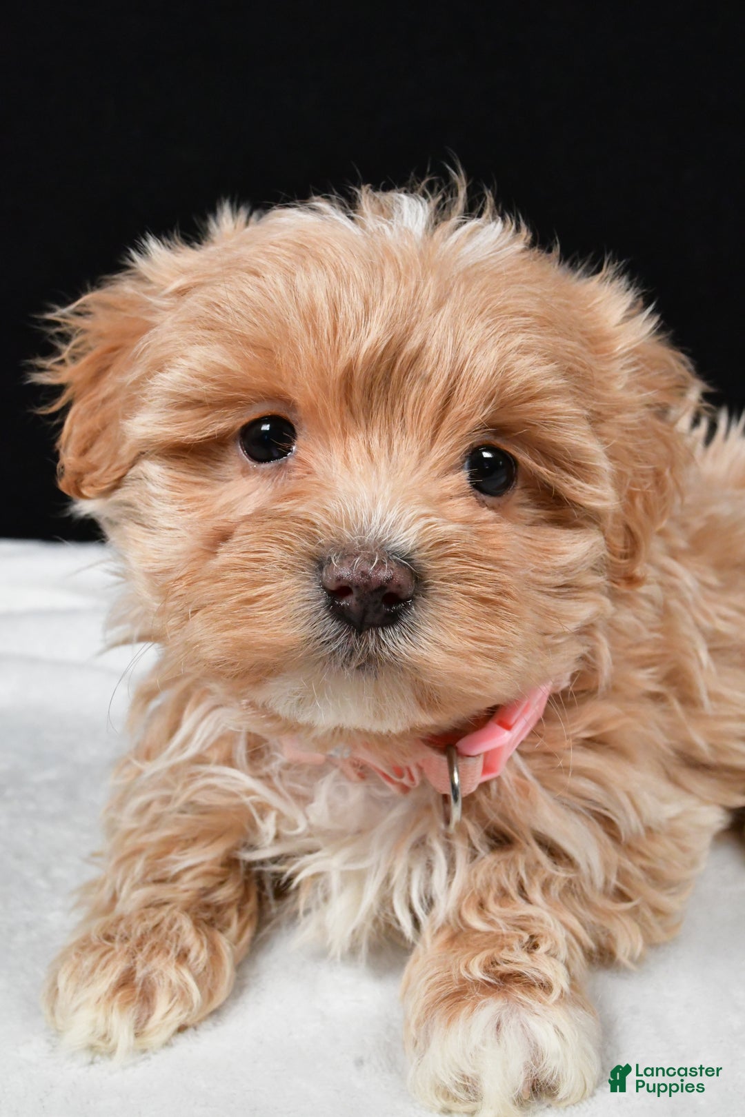 Maltipoo dogs for sale: Velvet - Ad 3