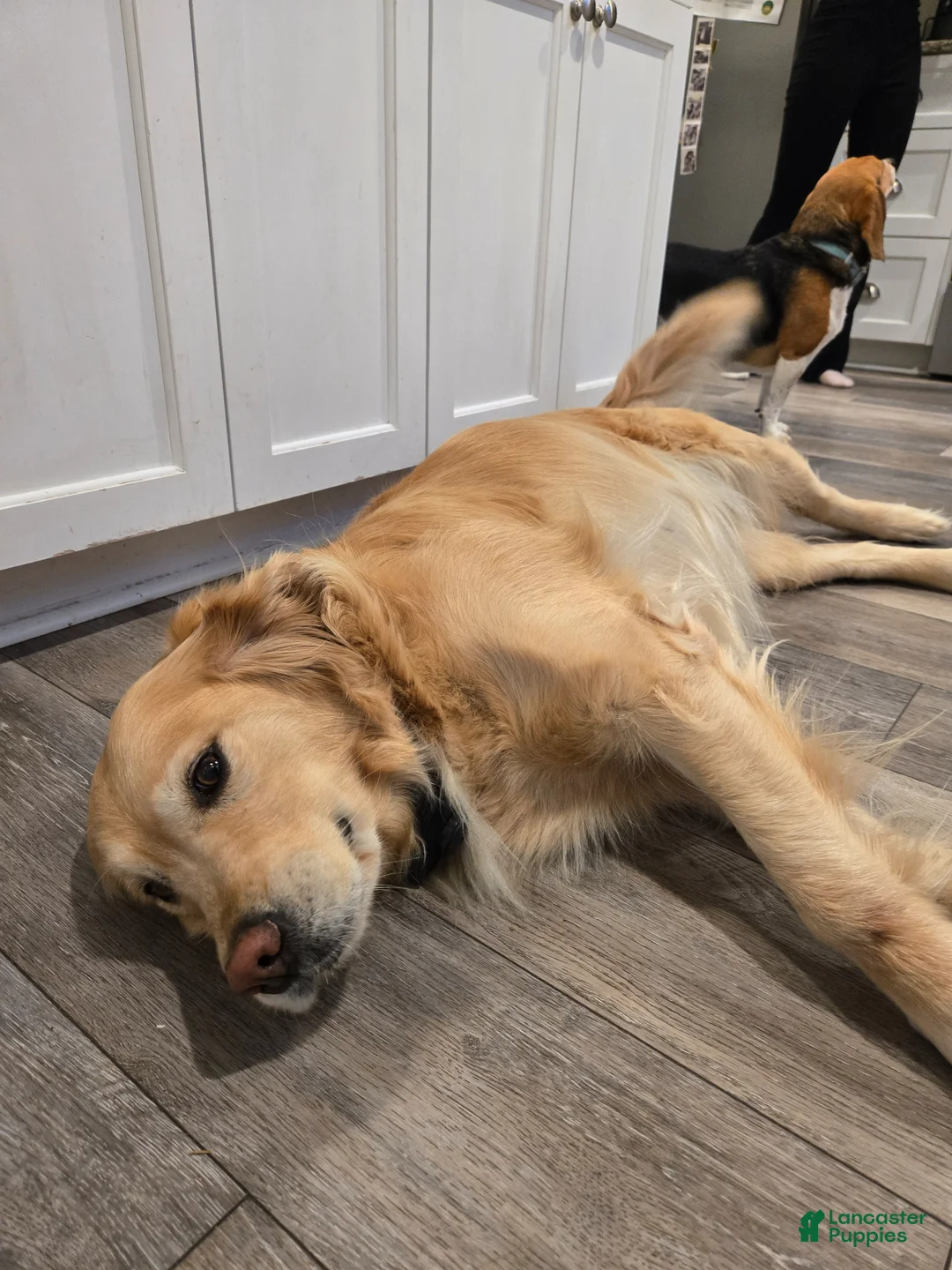 Golden Retriever dogs for sale: Golden Retriever Puppy 3 - Ad 3