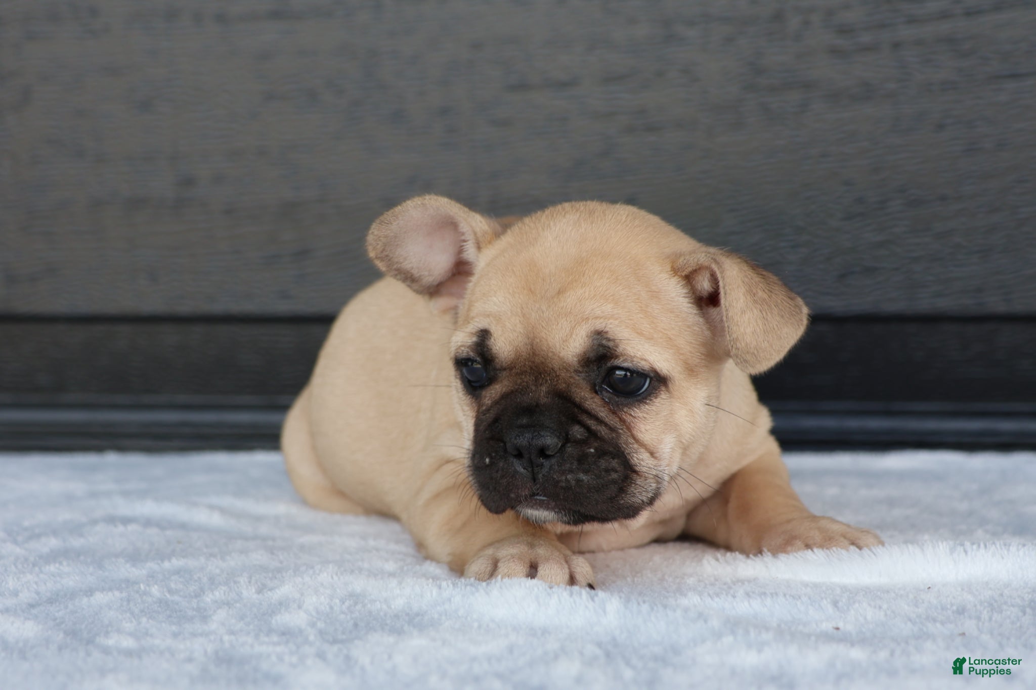 French Bulldog dogs for sale: Rhoda - Ad 3
