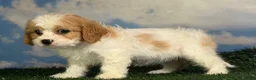 Cavapoo dogs for sale: Nutmeg - Ad 5