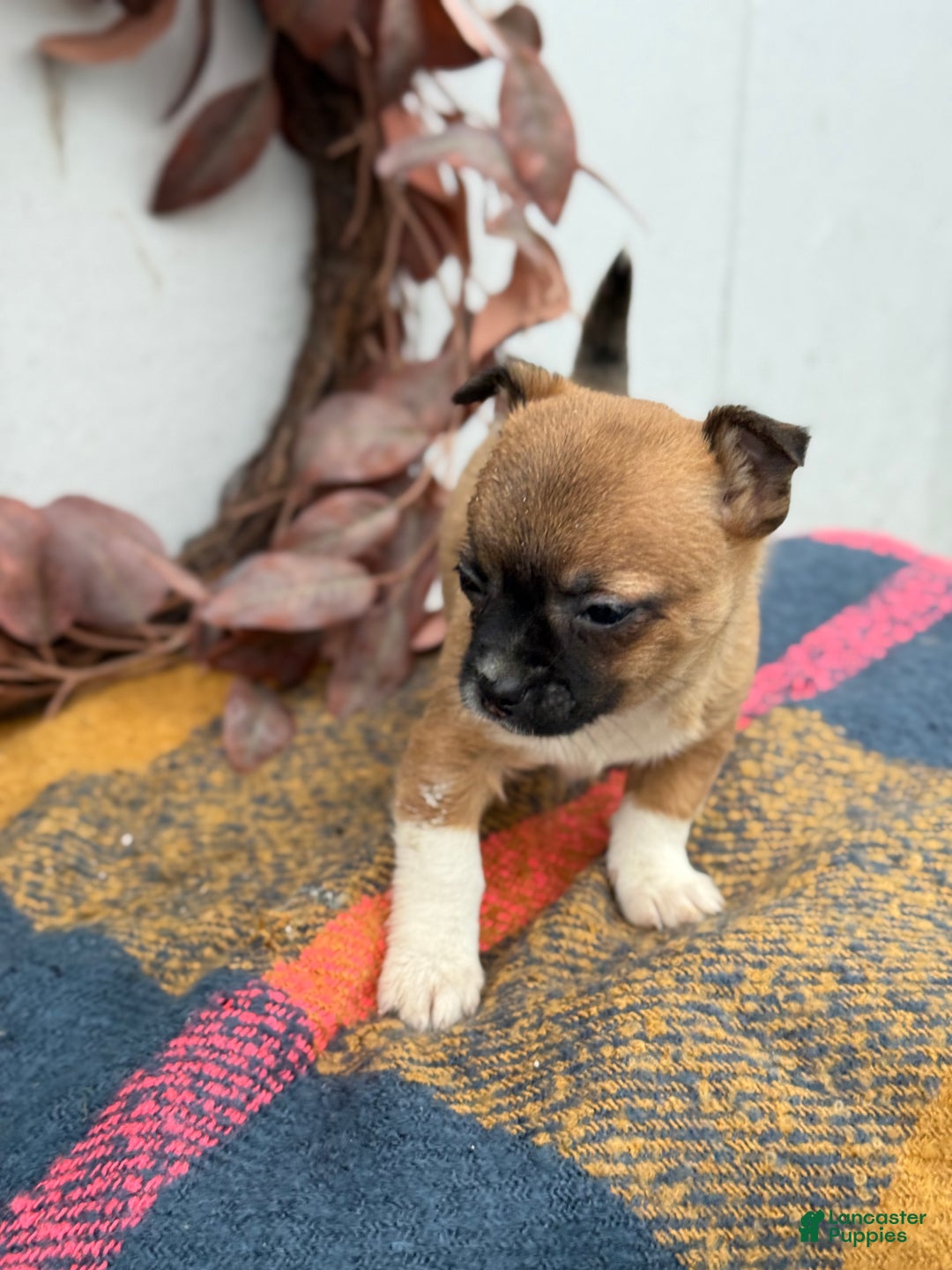 Chihuahua dogs for sale: Bandit - Ad 5