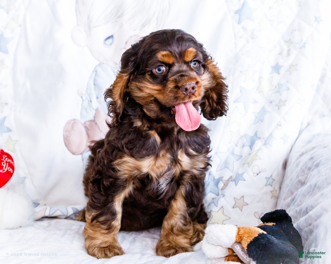 Cocker Spaniel dogs for sale: Freddy - Ad 4