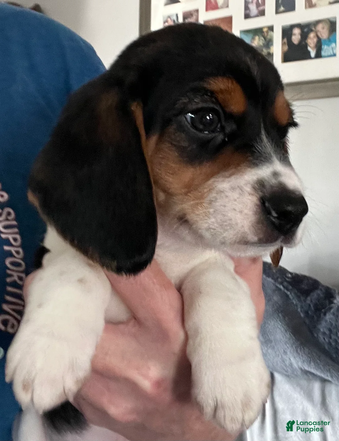 Beagle dogs for sale: Beagle Puppy 3 - Ad 1