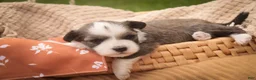 Havanese dogs for sale: Paige Havanese   - Ad 4