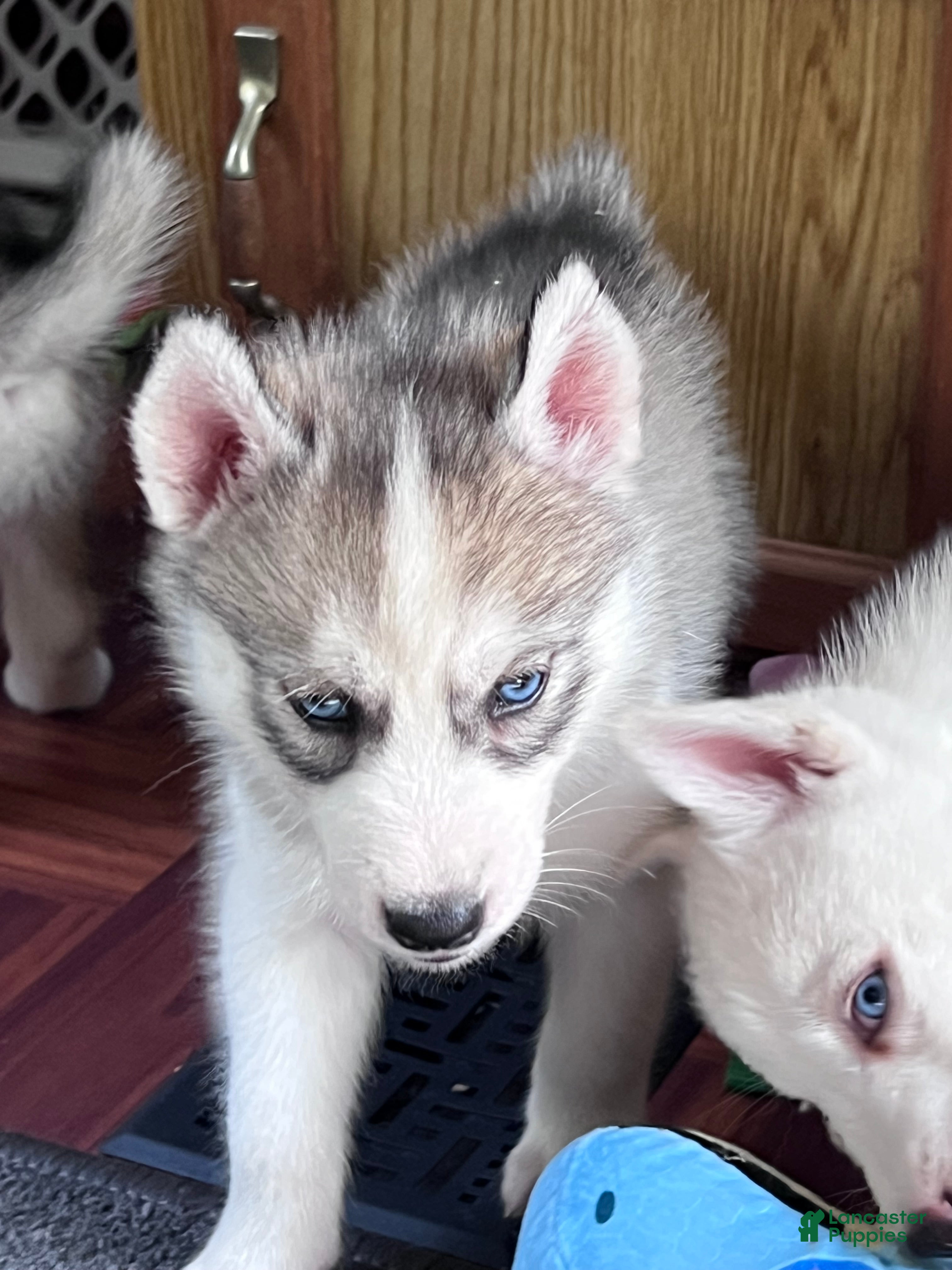 Siberian Husky dogs Indy AKC - Ad 1