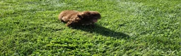 Shihpoo dogs for sale: Lucky - Ad 6
