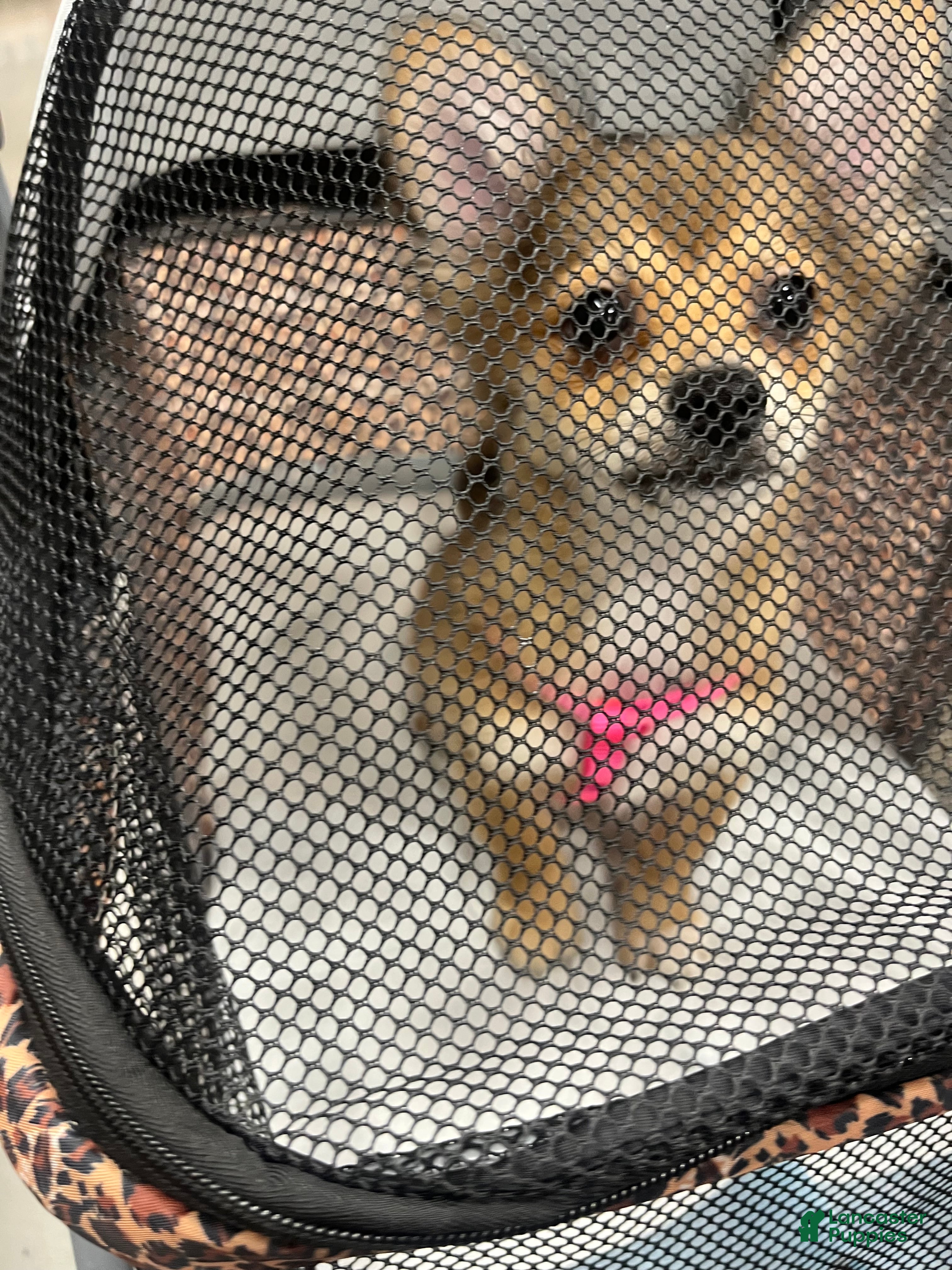 Pomeranian dogs Pomeranian Puppy 4 - Ad 40