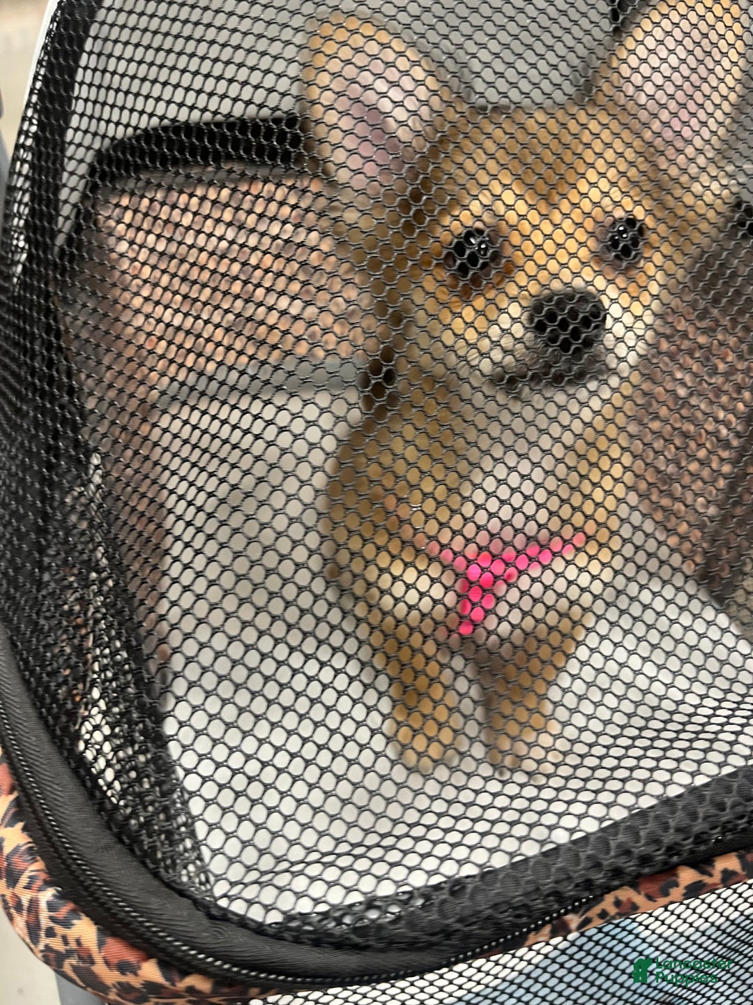 Pomeranian dogs for sale: Pomeranian Puppy 4 - Ad 1