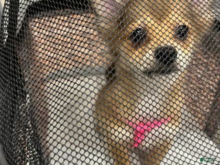 Pomeranian dogs Pomeranian Puppy 4 - Ad 40