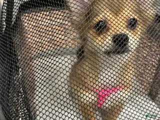 Pomeranian dogs Pomeranian Puppy 4 - Ad 23