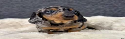 Miniature Dachshund dogs for sale: Miah - Ad 2
