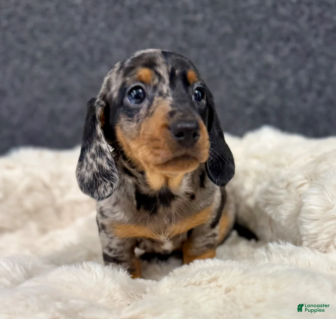 Miniature Dachshund dogs for sale: Miah - Ad 2