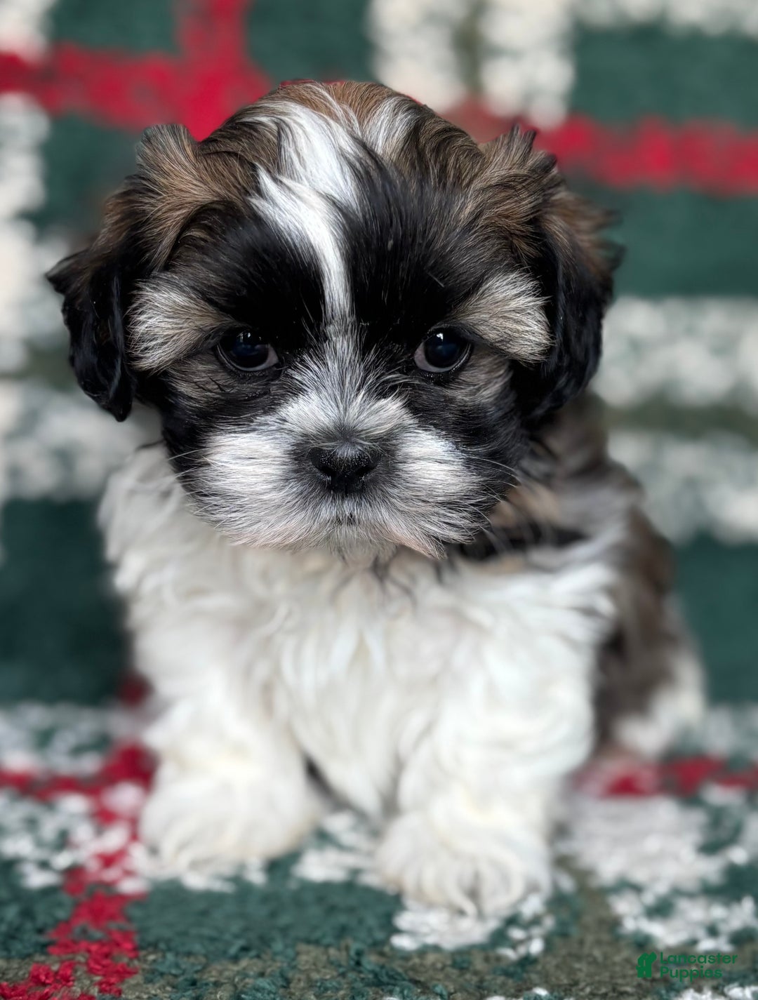 Shih Tzu dogs for sale: Dasher - Ad 1