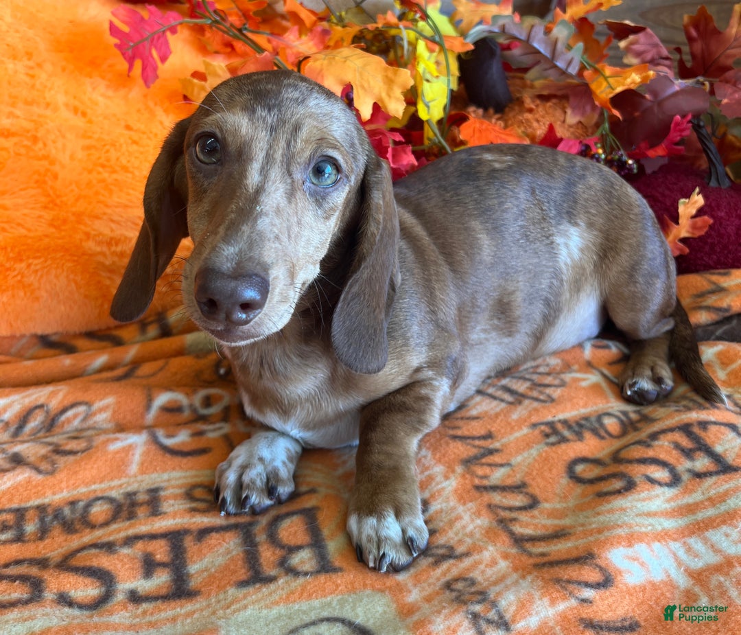 Dachshund dogs for sale: Tanner - Ad 2