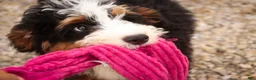 Mini Bernedoodle dogs for sale: Mooney Mini Bernedoodle  - Ad 8