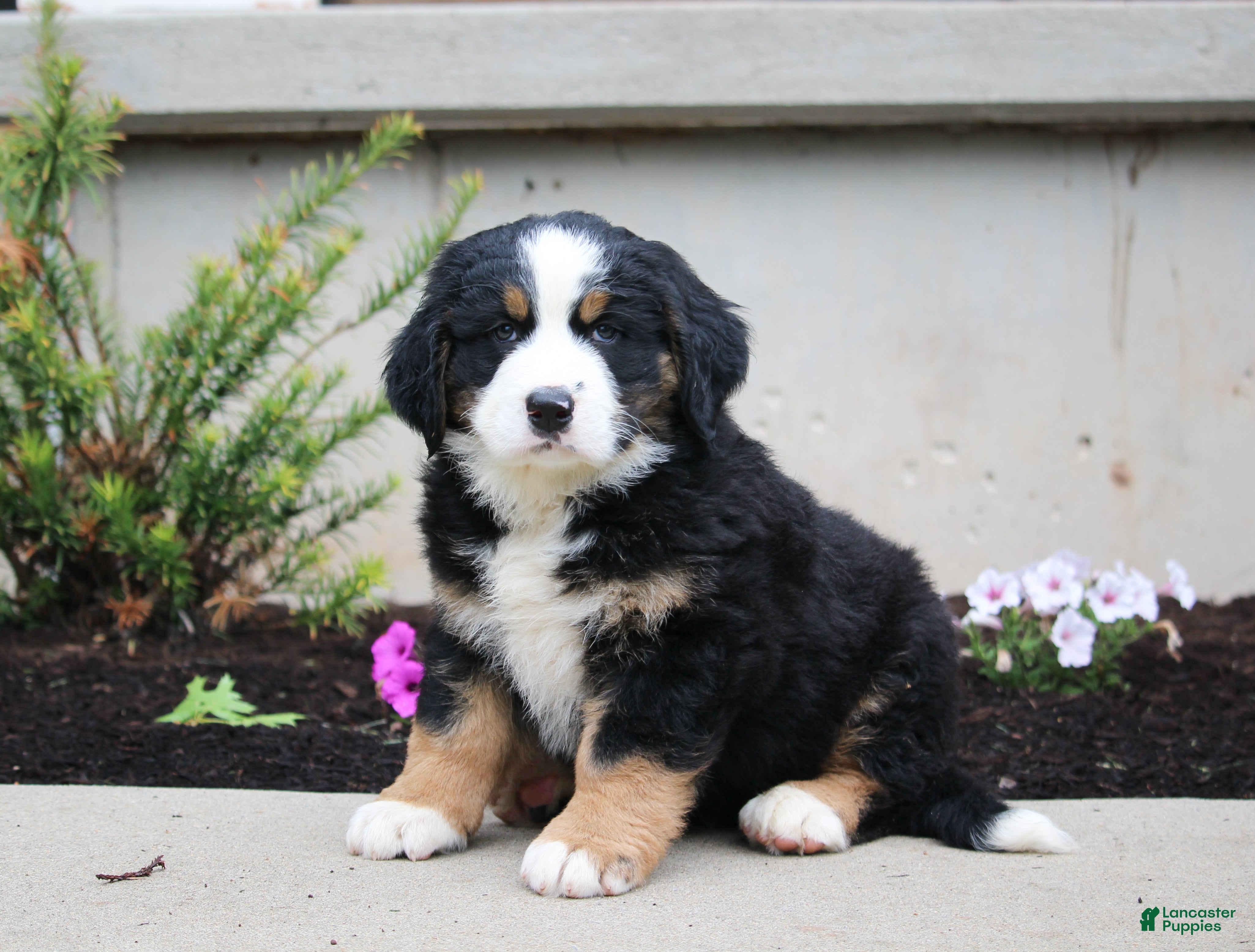Mixed Breed dogs for sale: Chief - Ad 4