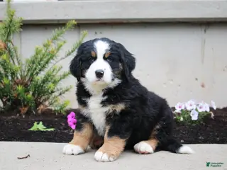 Mixed Breed dogs for sale: Chief - Ad 4