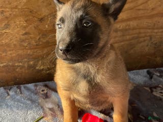 Belgian Malinois dogs Rex - Ad 30