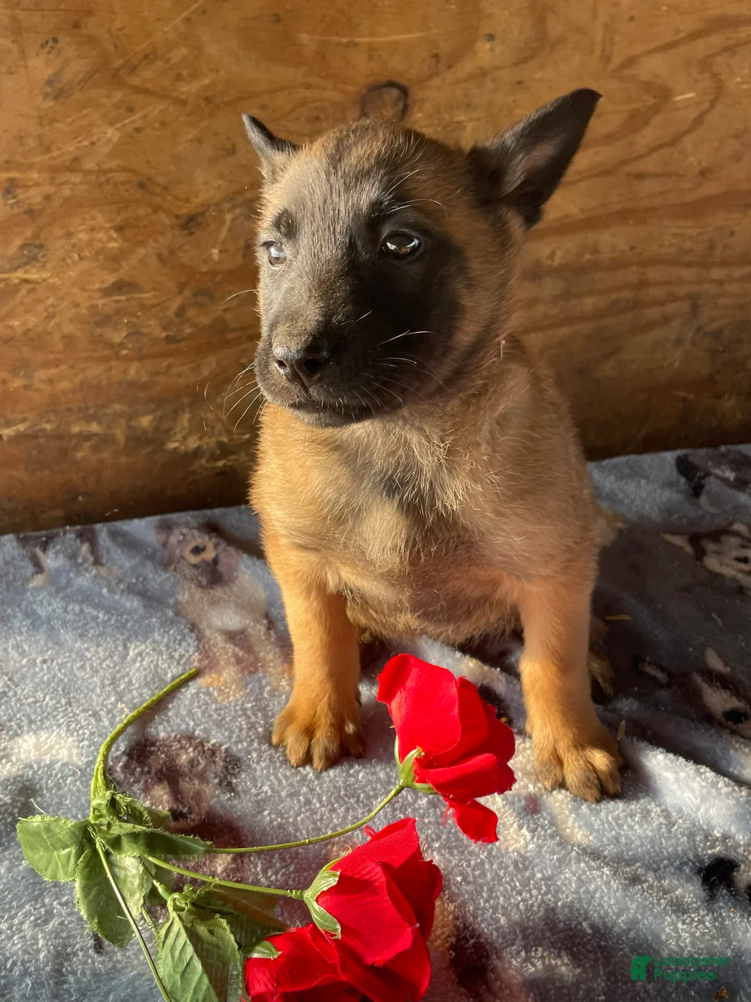 Belgian Malinois dogs for sale: Rex - Ad 2