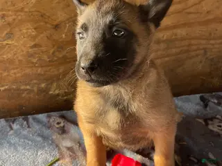 Belgian Malinois dogs Rex - Ad 28