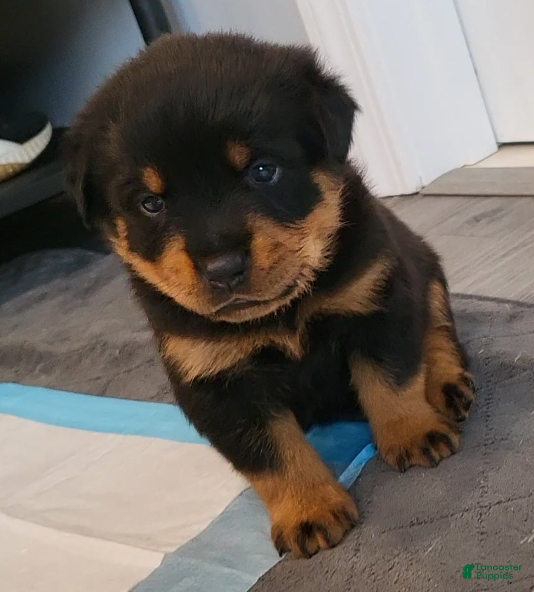 Rottweiler dogs Grizzly  - Ad 2
