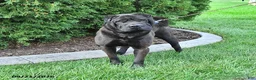 Shar Pei dogs for sale: Duke - Ad 3