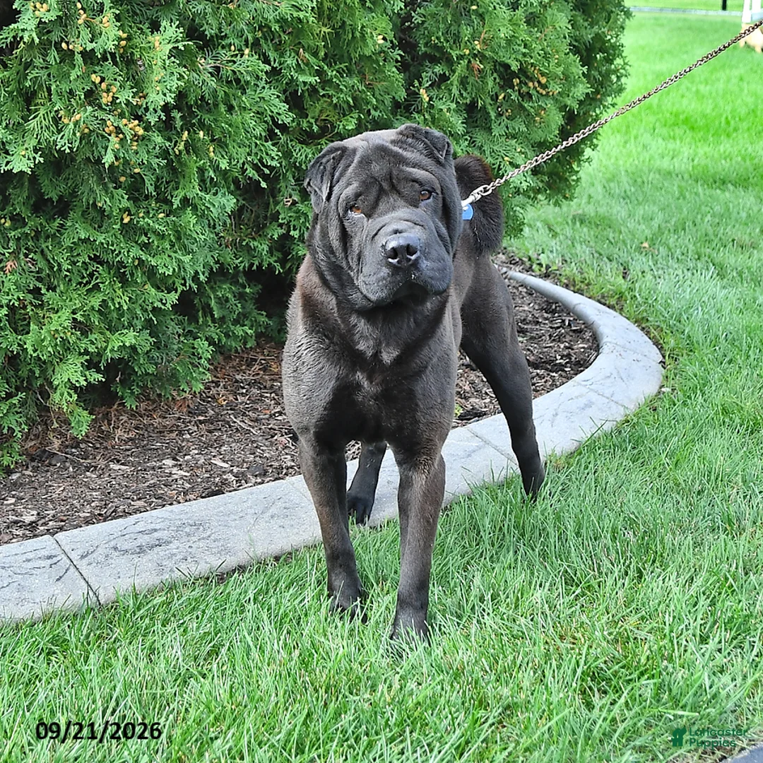 Shar Pei dogs for sale: Duke - Ad 3