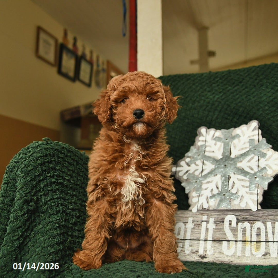 Miniature Poodle dogs for sale: Melvin  - Ad 2