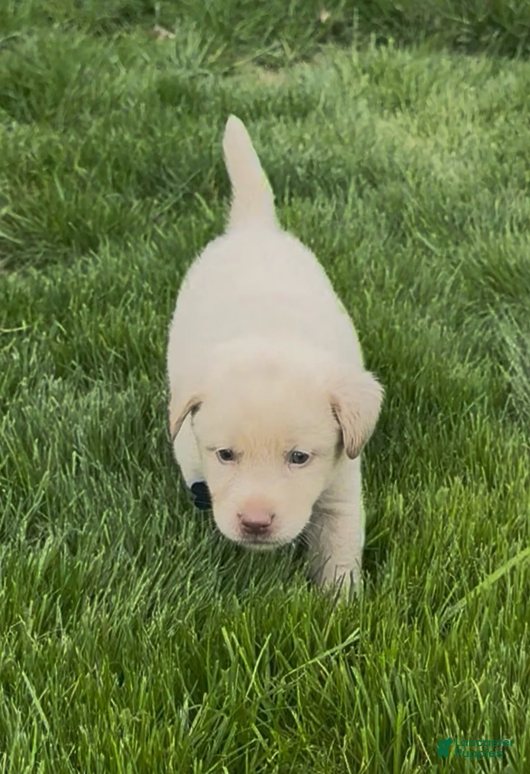 Labrador Retriever dogs for sale: Labrador Retriever Puppy 1 - Ad 31