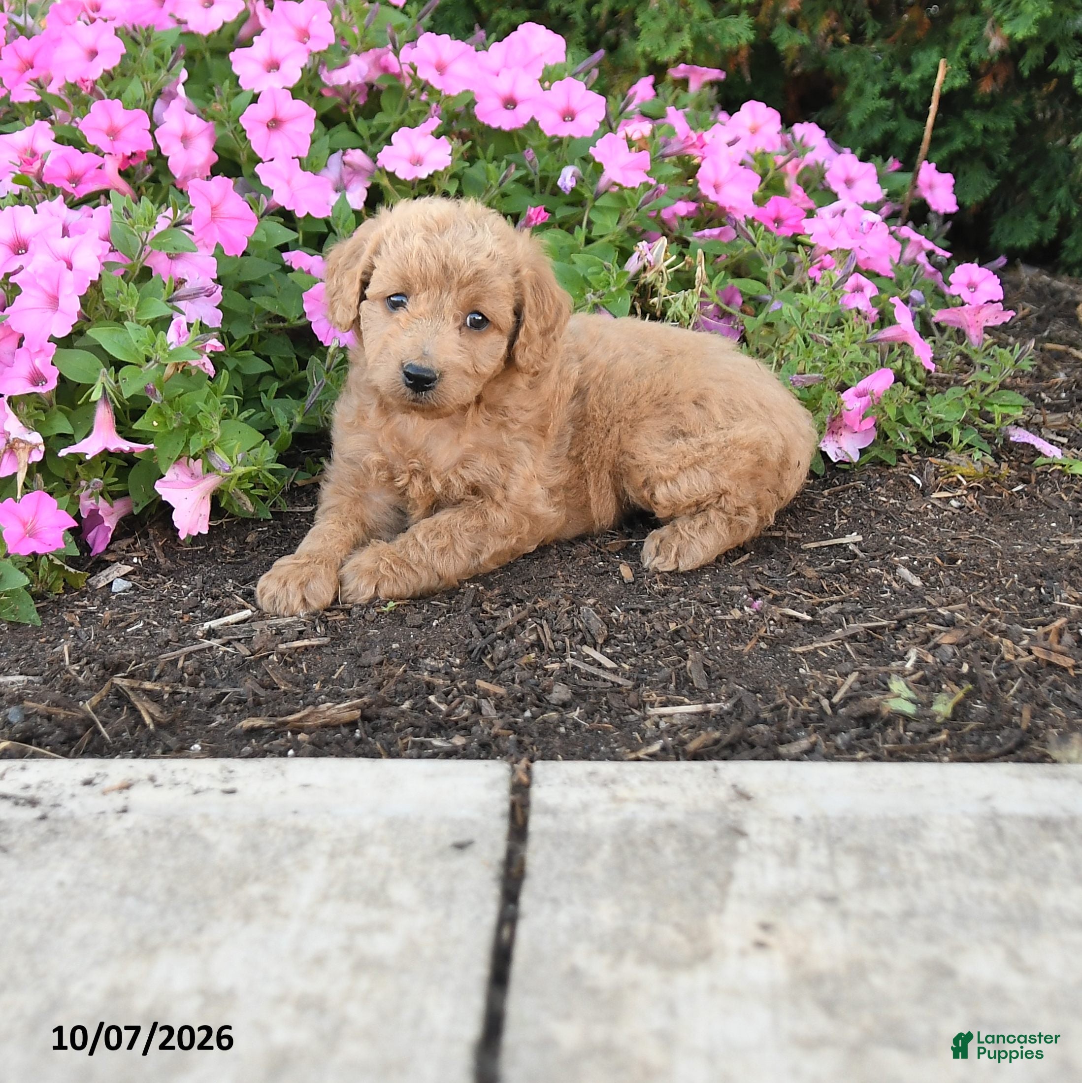 Mini Goldendoodle dogs Rosie - Ad 1