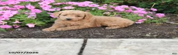 Mini Goldendoodle dogs for sale: Rosie - Ad 1