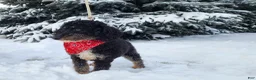 Mini Bernedoodle dogs for sale: Lettie - Ad 13