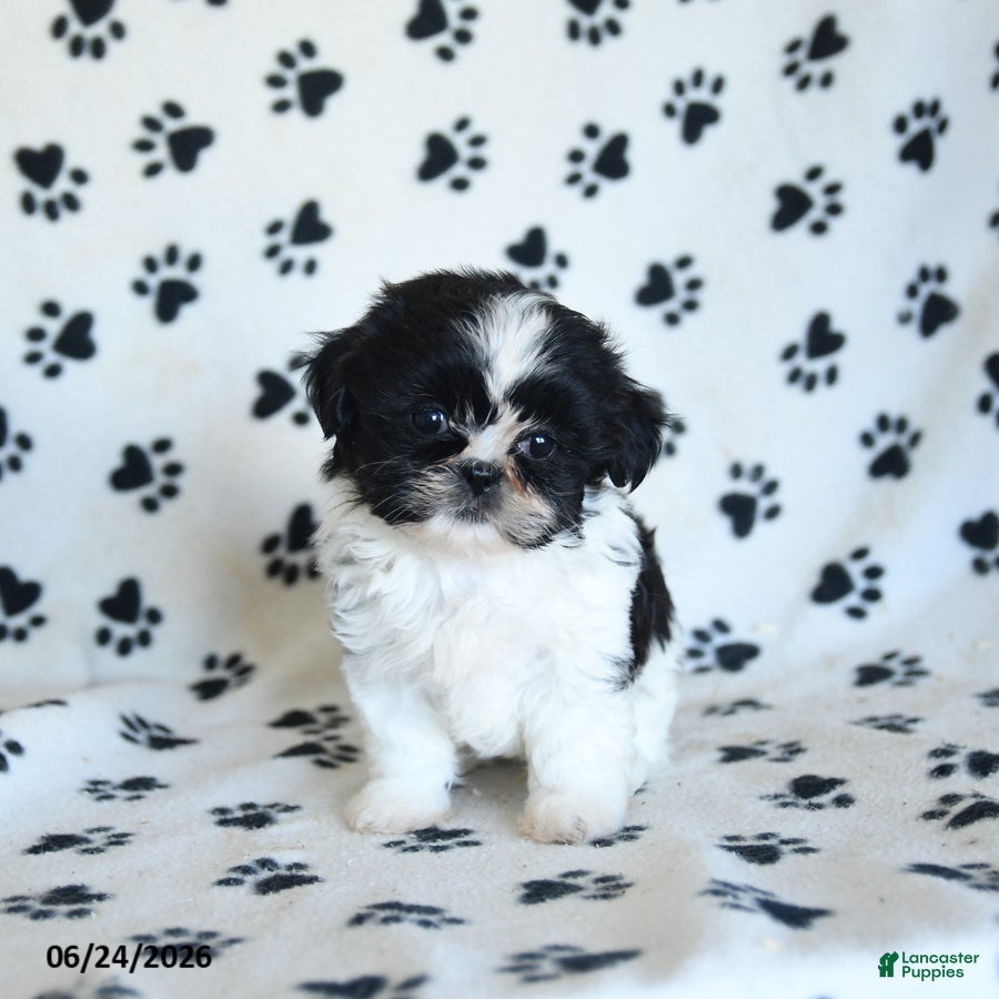 Shih Tzu dogs Kolby - Ad 1