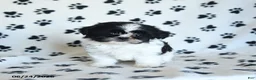 Shih Tzu dogs for sale: Kolby - Ad 1