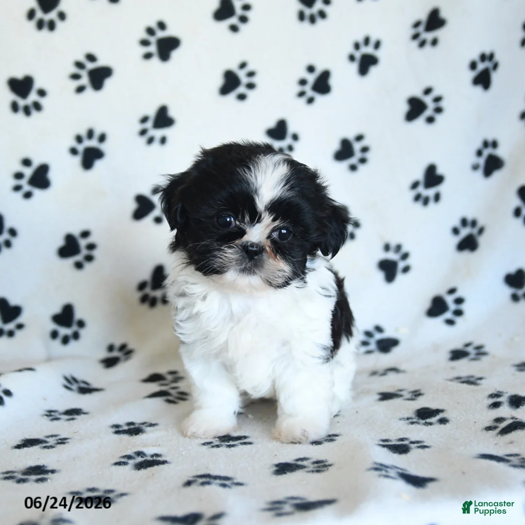 Shih Tzu dogs for sale: Kolby - Ad 1