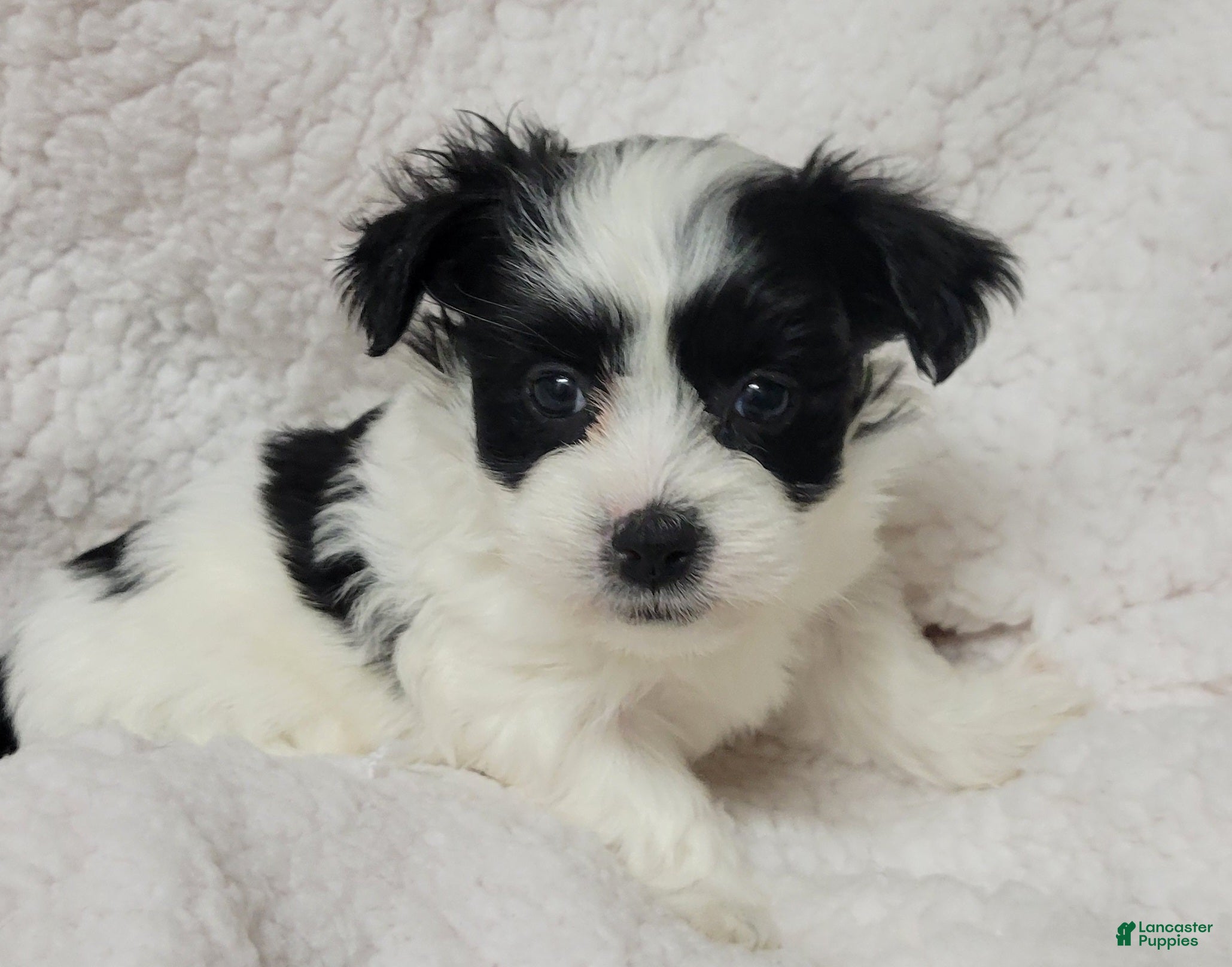 Havanese dogs Havanese 3 Spark - Ad 1