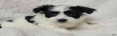 Havanese 3 Spark