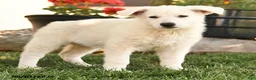 German Shepherd dogs for sale: Summer - Ad 5