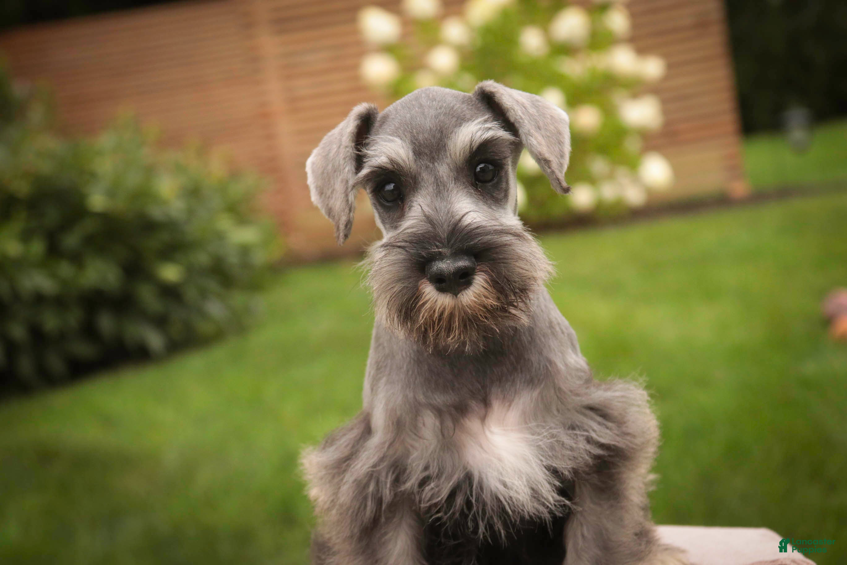 Miniature Schnauzer dogs Quartz Miniature Schnauzer  - Ad 1
