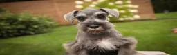 Miniature Schnauzer dogs for sale: Quartz Miniature Schnauzer  - Ad 11