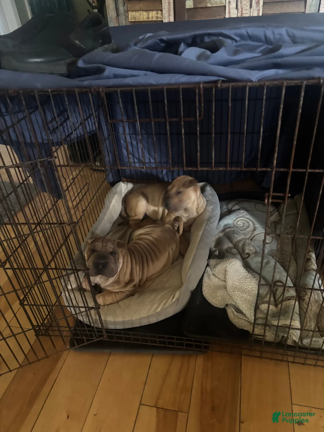 Shar Pei dogs for sale: Shar Pei 1 - Ad 2