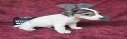 Jack Russell Terrier dogs for sale: RICOCHET Delivery available  - Ad 4