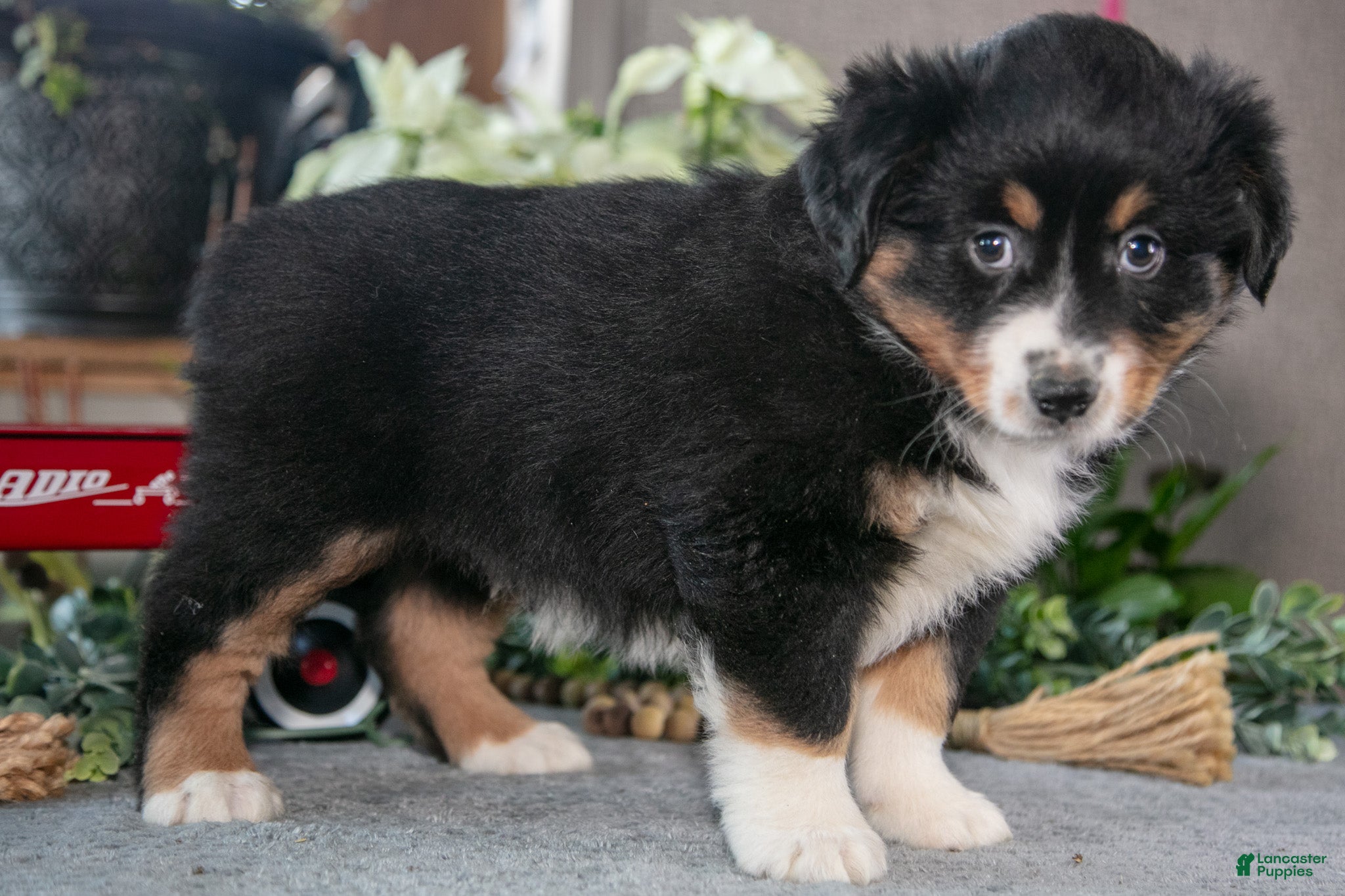 Miniature Australian Shepherd dogs Donner - Ad 2