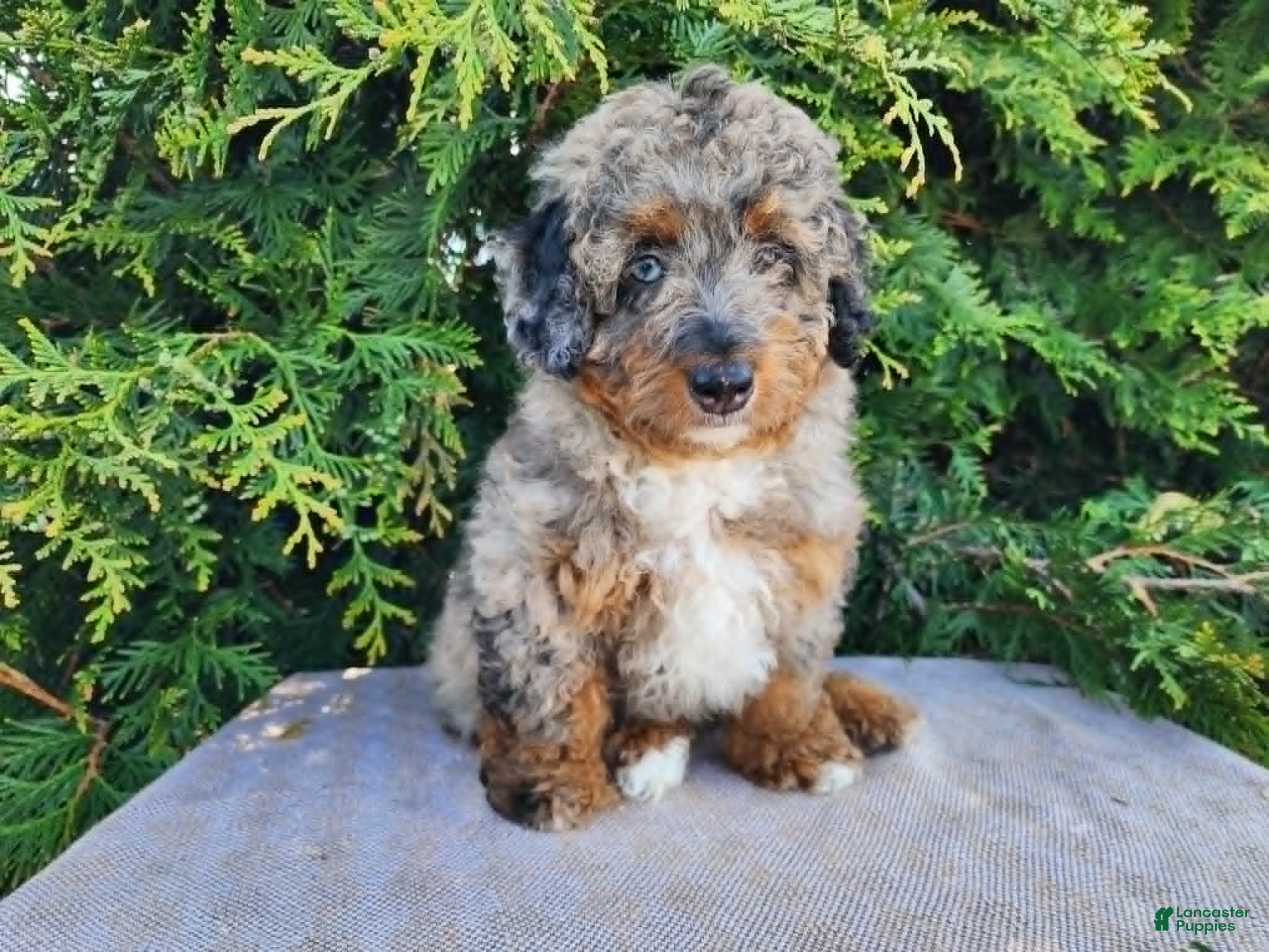 Mini Bernedoodle dogs Lettie - Ad 28