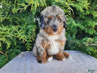 Mini Bernedoodle dogs Lettie - Ad 28