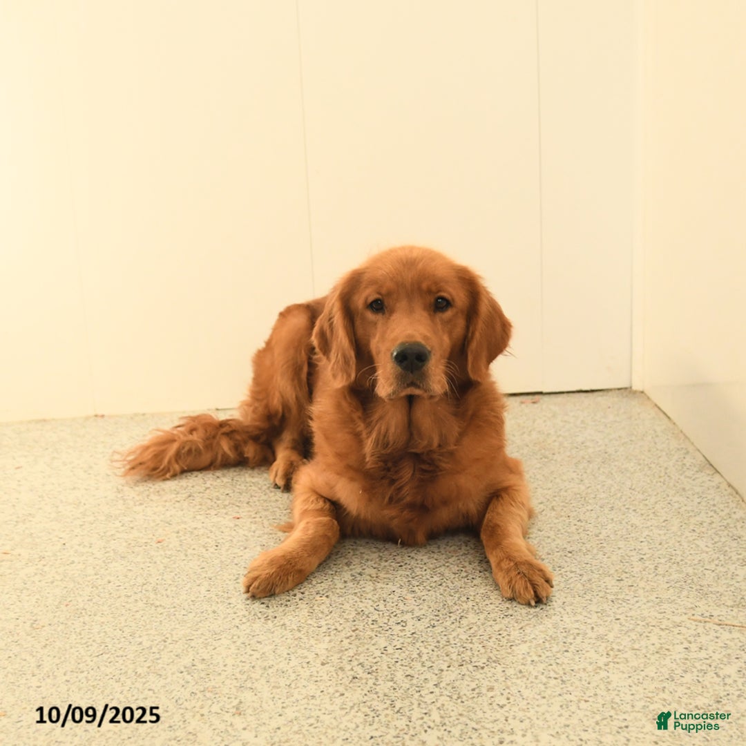 Golden Retriever dogs for sale: Walnut - Ad 16