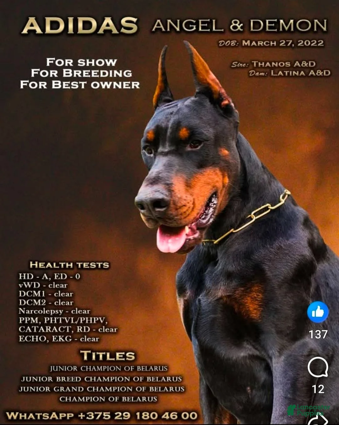 Doberman Pinscher dogs for stud: Adidas  - Ad 1