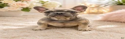 French Bulldog dogs for sale: Maggie - Ad 1