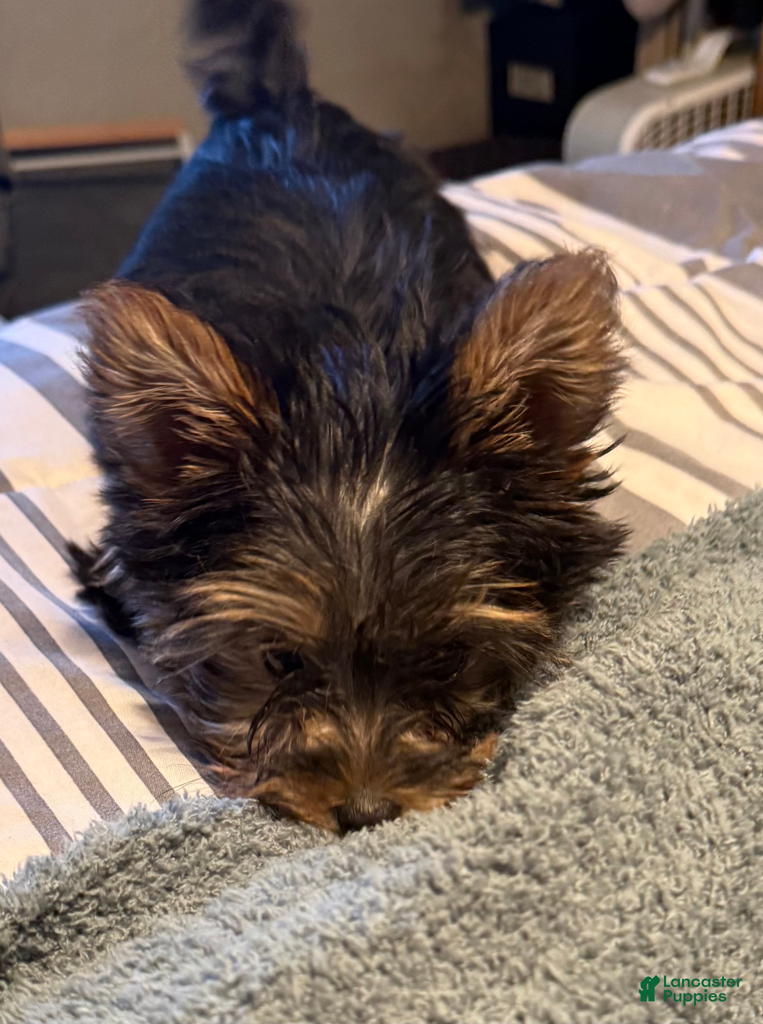 Yorkshire Terrier dogs Penny - Ad 42